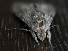 Insecte papillon gris gros plan photo