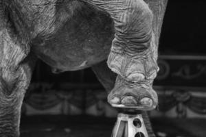 éléphant de cirque, noir et blanc photo