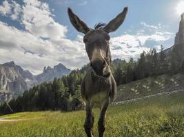 Funny close up portrait d'âne dans les dolomites photo