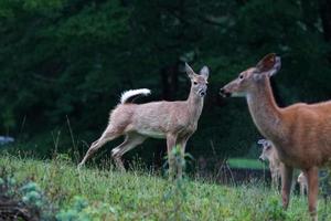 cerfs de Virginie sous la pluie près des maisons dans la campagne du comté de l'état de new york photo