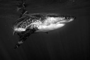 grand requin blanc prêt à attaquer photo