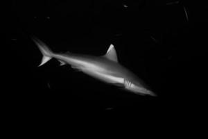 requin gris prêt à attaquer sous l'eau photo