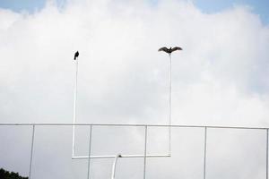 vautour sur le poteau de football américain photo