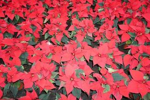 poinsettia étoile de noël détail de la plante photo