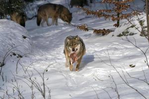 loup gris dans la neige mangeant de la viande photo