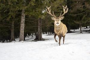 cerf dans la neige en hiver photo