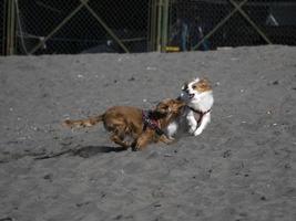 heureux, chien, cocker, jouer, plage photo