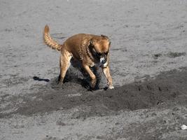 heureux, chien, cocker, jouer, plage photo