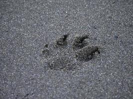 empreinte de patte chien cocker spaniel sur le sable photo