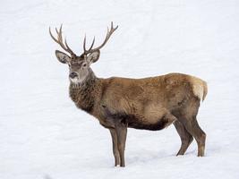 cerf dans la neige en hiver photo