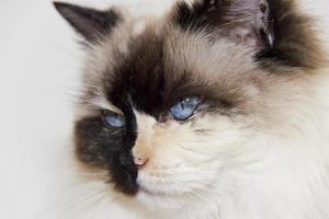 yeux bleus portrait de chat ragdoll blanc et noir photo