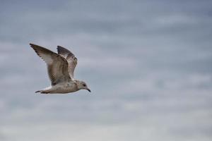 mouettes en vol photo