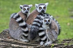 singes lémuriens dans le zoo photo