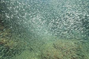 À l'intérieur d'un banc de sardines de poissons de près dans la mer d'un bleu profond photo