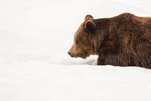 ours isolé marchant sur la neige photo