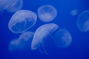 méduses d'aquarium dans le bleu profond photo