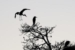 une silhouette de héron noir ou bleu en noir et blanc photo