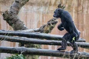 singe chimpanzé singe photo