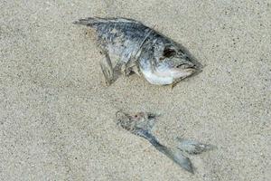 poisson mort recouvert de sable photo