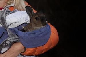 bébé kangourou sauvé sur l'île kangourou en australie avant un feu de brousse photo