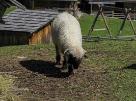 beau mouflon dans les montagnes photo