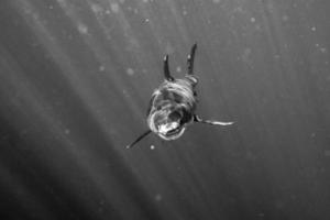 grand requin blanc prêt à attaquer en noir et blanc photo