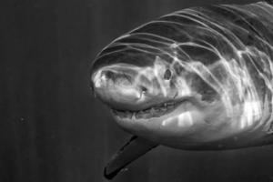 grande attaque de requin blanc photo