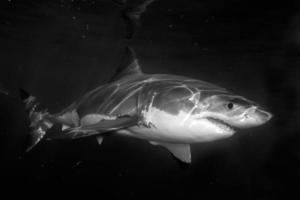 grande attaque de requin blanc photo