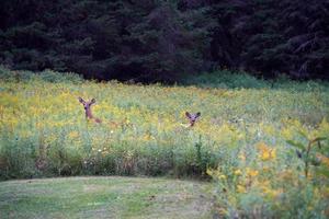 cerfs de Virginie près des maisons dans la campagne du comté de l'état de new york photo