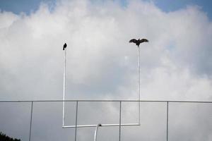 vautour sur le poteau de football américain photo