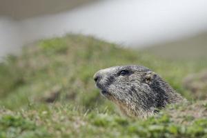 portrait de marmotte isolé à l'extérieur de son nid photo
