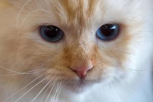 yeux de chat bleu gros plan photo