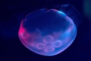 méduses isolées sur la mer noire gros plan photo