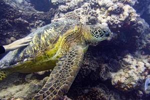 main caressant tortue verte gros plan portrait sous l'eau photo