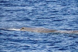 cachalot se reposant sur la surface de la mer photo