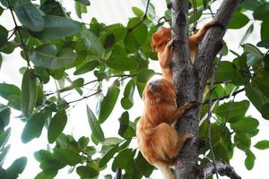 singe tamarin singe orange portrait photo