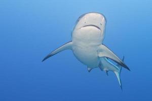 Mâchoires de requin blanc gris prêt à attaquer sous l'eau close up portrait photo