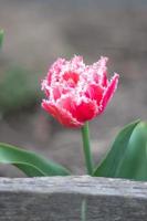 frange éponge brest tulipe fraîche. tulipe en fleurs brest, type frangé. mise au point sélective d'une tulipe rose ou lilas dans un jardin aux feuilles vertes. fond naturel de printemps et de pâques avec tulipe. photo