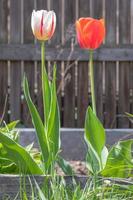 mise au point sélective. tulipes dans le jardin avec des feuilles vertes en blanc et rouge. arrière-plan flou. une fleur qui pousse parmi l'herbe par une chaude journée ensoleillée. fond naturel de printemps et de pâques avec tulipe. photo