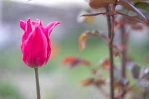 mise au point sélective d'une tulipe rose ou lilas dans un jardin aux feuilles vertes. arrière-plan flou. une fleur qui pousse parmi l'herbe par une chaude journée ensoleillée. fond naturel de printemps et de pâques avec tulipe. photo