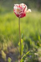 mise au point sélective d'une tulipe rouge dans le jardin avec des feuilles vertes. arrière-plan flou. une fleur qui pousse parmi l'herbe par une chaude journée ensoleillée. fond naturel de printemps et de pâques avec tulipe. photo