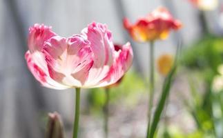 mise au point sélective d'une tulipe rose ou lilas dans un jardin aux feuilles vertes. arrière-plan flou. une fleur qui pousse parmi l'herbe par une chaude journée ensoleillée. fond naturel de printemps et de pâques avec tulipe. photo