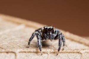 araignée macro sur une feuille sèche photo