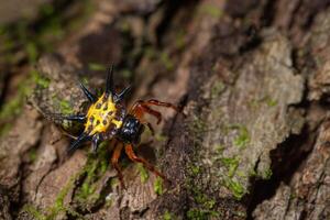 araignée sur un arbre photo