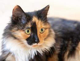 beau jeune chat à poils longs orange-noir et blanc tricolore en gros plan. photo