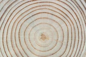 Texture du bois. pin coupé à la scie croisée avec cernes annuels en gros plan. photo