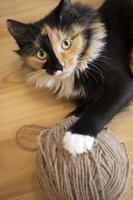 jeune drôle de chat domestique tricolore est allongé sur un sol en bois avec une grande pelote de laine beige. photo