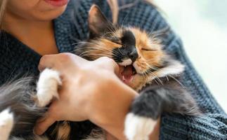 jeune femme jouant avec un charmant jeune chat tricolore dans ses mains. chaton se mordant la main en jouant. photo