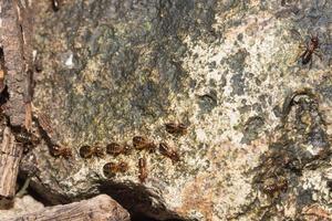 fourmis de feu rouge sur un rocher photo