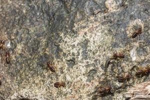 fourmis de feu rouge sur un rocher photo